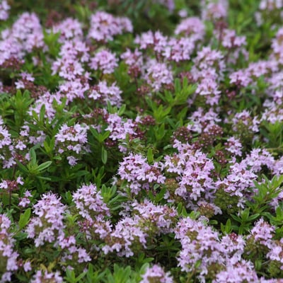 Thymus longicaulis — flower