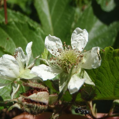 Rubus phoenicolasius — flower
