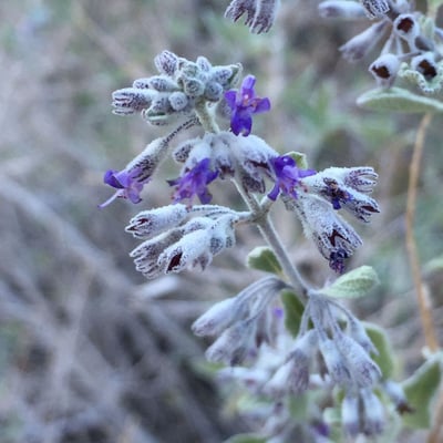 Condea emoryi — flower