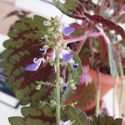 Coleus scutellarioides — flower