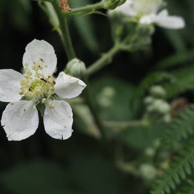 Rubus polyanthemus — flower