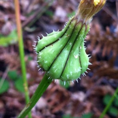 Urospermum picroides — flower