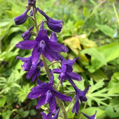 Delphinium tricorne — flower