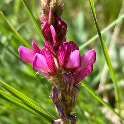 Onobrychis montana — flower