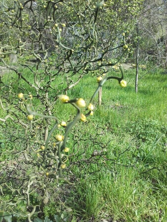 Hardy orange