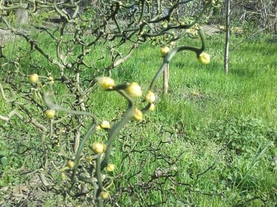 Hardy orange
