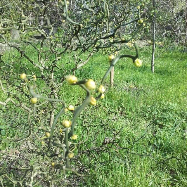 Hardy orange