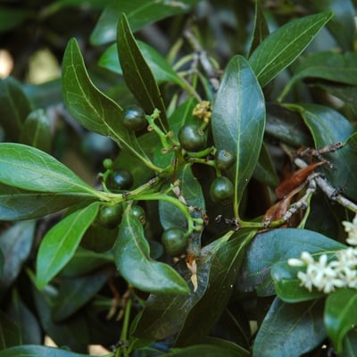 Psydrax odorata — leaf