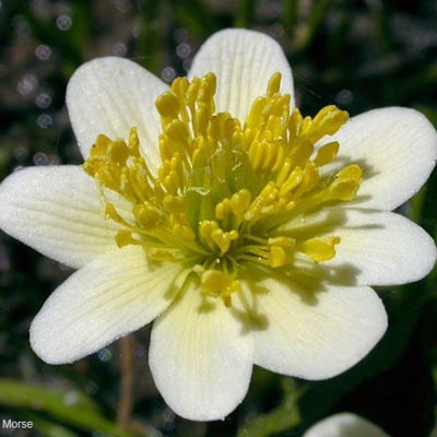 Caltha leptosepala — flower