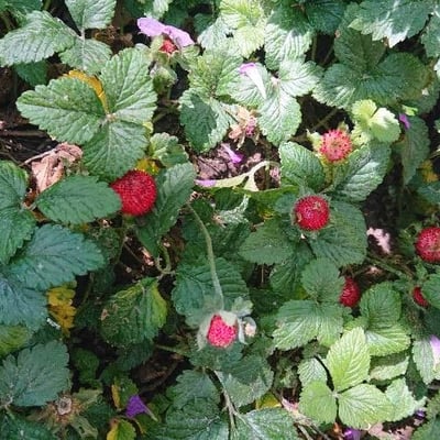 Potentilla indica — flower