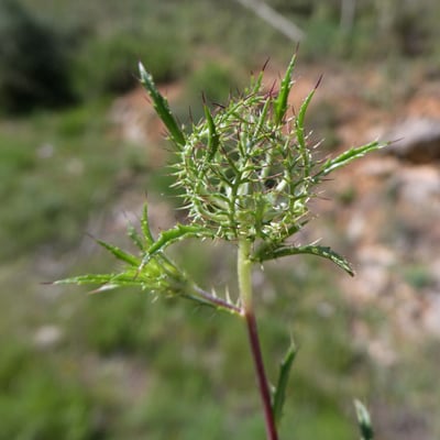 Atractylis cancellata — flower