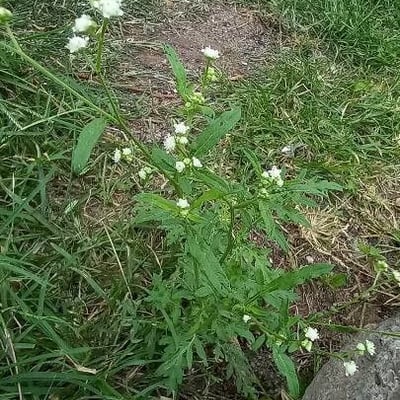 Parthenium hysterophorus — flower