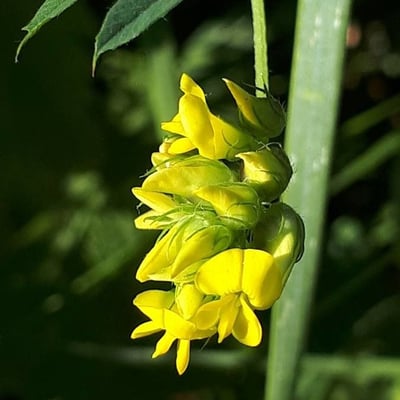 Medicago falcata — flower