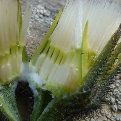 Willemetia stipitata — flower