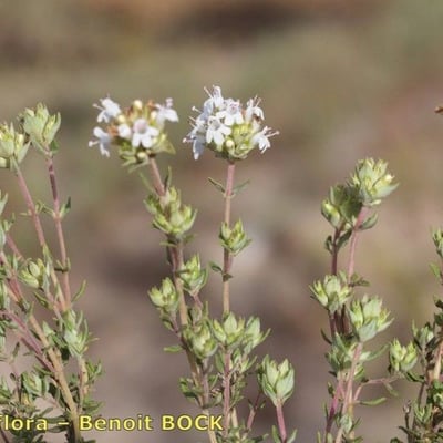 Thymus capitellatus — habit