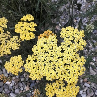 Achillea filipendulina — flower
