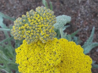 Fern-leaf yarrow