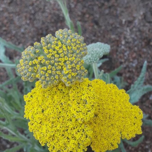Fern-leaf yarrow