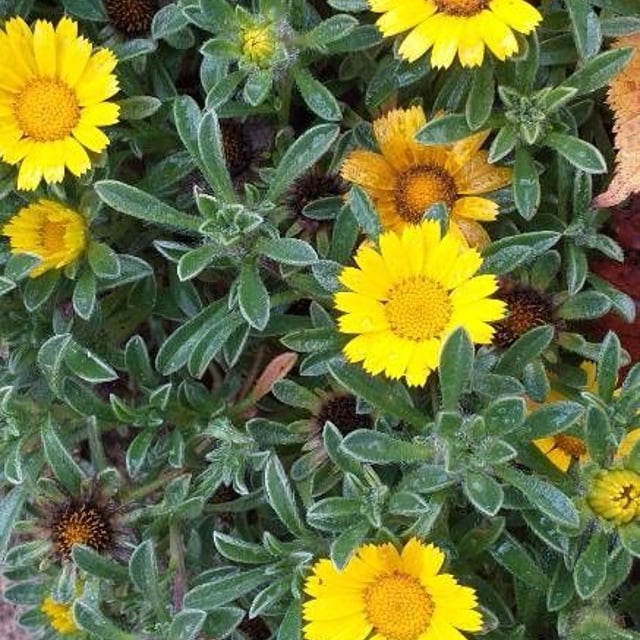 Pallenis maritima — flower