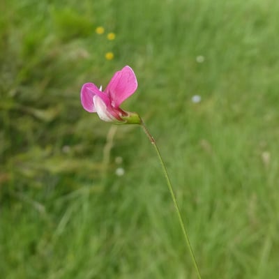 Lathyrus nissolia — flower