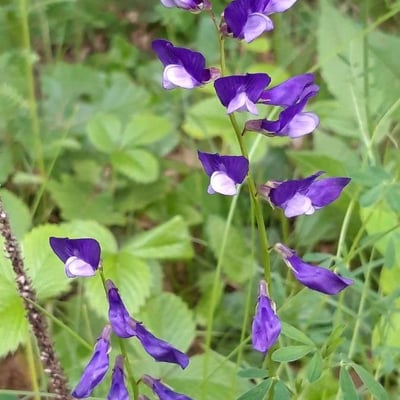 Vicia onobrychioides — flower