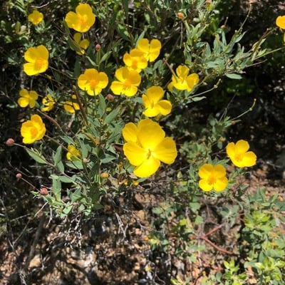 Dendromecon rigida — flower