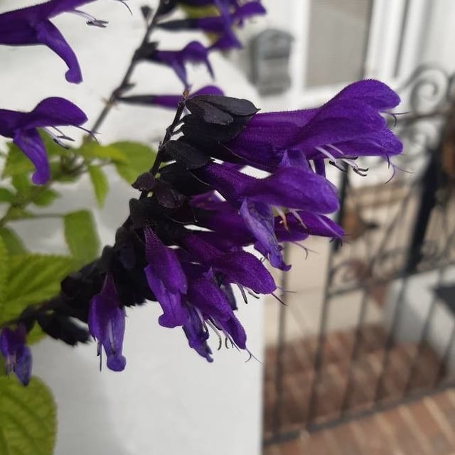 Horminum pyrenaicum — flower