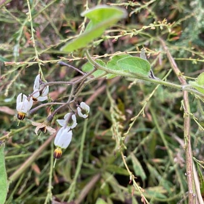 Solanum lyratum — flower