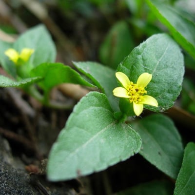 Calyptocarpus vialis — flower