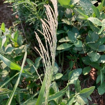 Digitaria insularis — flower