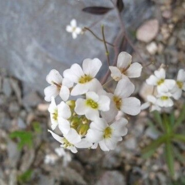 Arabidopsis arenosa — flower