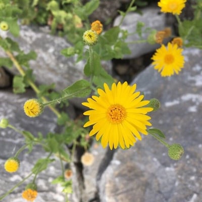 Heterotheca subaxillaris — flower