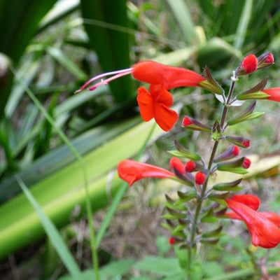 Salvia coccinea — flower