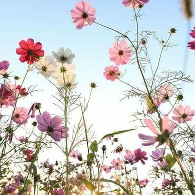 Cosmos bipinnatus — flower
