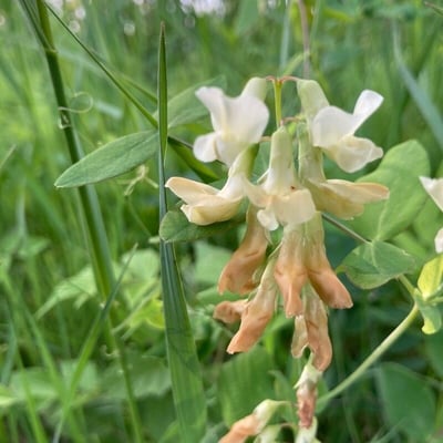 Lathyrus palustris — flower