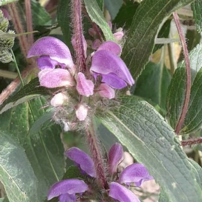Phlomis herba-venti — flower