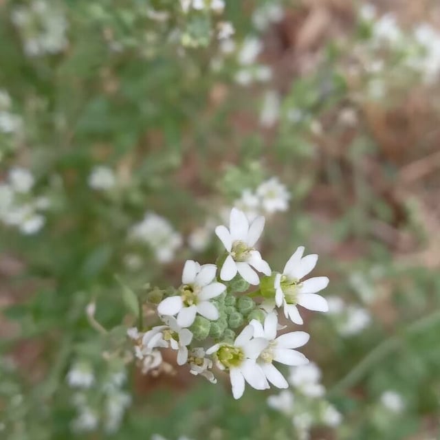 Berteroa incana — flower