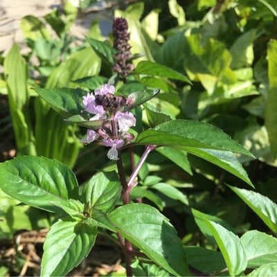 Ocimum basilicum — flower