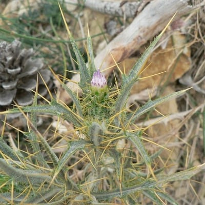 Picnomon acarna — flower