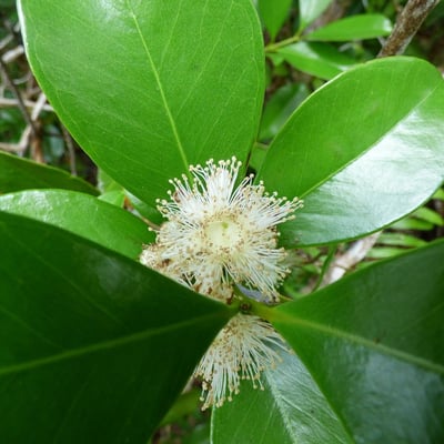 Psidium guineense — flower