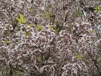 Vitex megapotamica