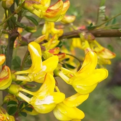 Hippocrepis emerus — flower