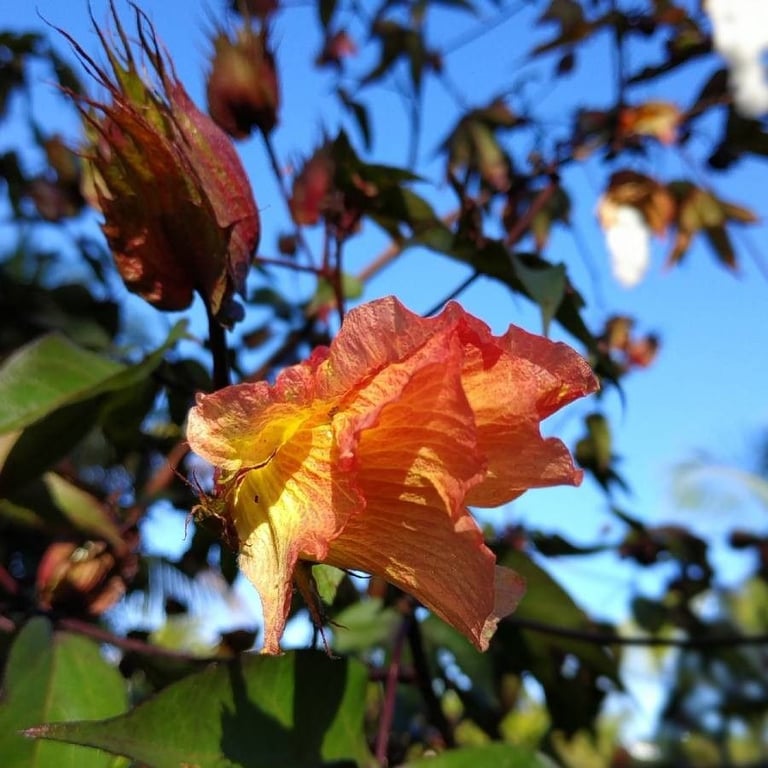 American pima cotton