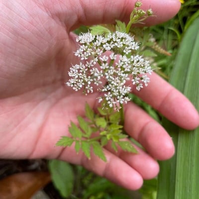 Oenanthe javanica — flower