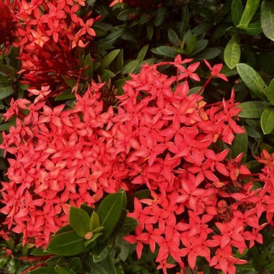 Ixora coccinea — flower