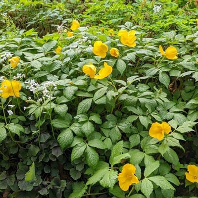 Hylomecon japonica — habit