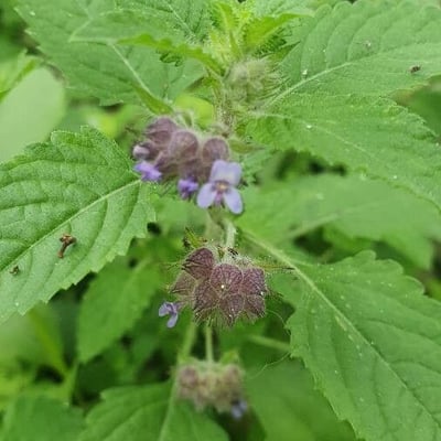Marsypianthes chamaedrys — flower