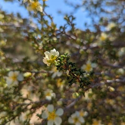 Purshia tridentata — flower
