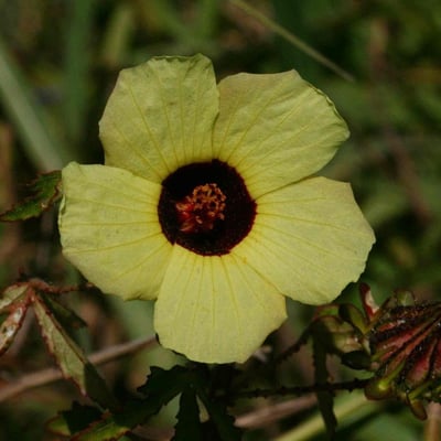 Hibiscus aculeatus — flower