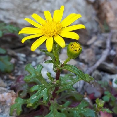 Senecio leucanthemifolius — flower